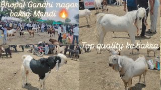 Bhopal Gandhi nagar bakra Mandi 😍🐐//  11-may- 2025 update 🚨