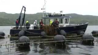 Seaweed biofuel: How to farm marine plants