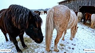 Wild horse mating scenes compilations