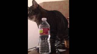 Spider vs. the water bottle