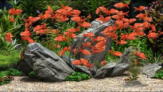 Restful Fish Tank Aquarium Screensaver For Sleep Relax | Rosy Barb Aquarium NO MUSIC 60min