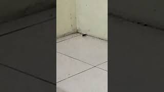 Ada Kecoak☠️