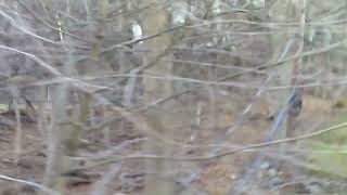 POV : Ur a bird that can’t fly in 10 FPS