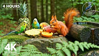 Cat TV Red Squirrel and Budgerigar 🌲🐦 Calm Natural Forest Scene |Relaxing Cat TV🐿️🍁 |4Hours (4K UHD)