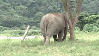 Lonely blind elephant meets a baby. Her response is heartmelting.