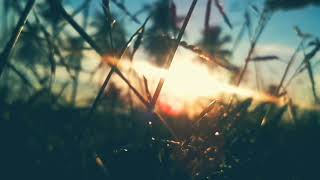 Nature Background Video | Cinematic Nature Videography