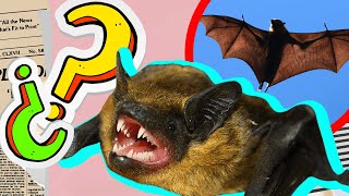 The Bat 🦇 | Educational Videos | Documentaries about Strange Animals, HALLOWEEN SPECIAL 🎃