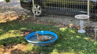 Duck the heat!