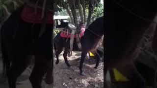 Mula Mazamitla 2