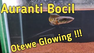 Dapat Auranti Bocil Cakep Banget Ini Bro..