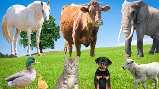 Relaxing Farm & Wild Animal Sounds: Horse Cow Elephant Dog Cat Sheep Duck – Calm Nature Music