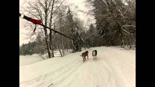 ski joëring 2 chiens St bresson 25 01 2012