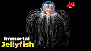 Do Immortal Jellyfish Live Forever? 🪼