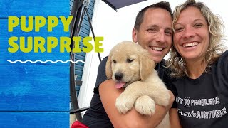 My Husband Surprised Me With A Puppy!