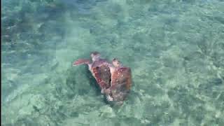 Sea Turtle Mating in Kos ,ζευγαρωμα  θαλασσια χελωνα στην Κω