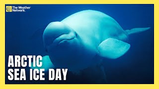 Watch Adorable Beluga Whales On a Live Camera For Arctic Sea Ice Day