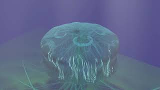 JELLYFISH film