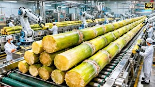 Inside a Modern Cane Sugar Factory: How Sugarcane Becomes Pure Crystal Sugar