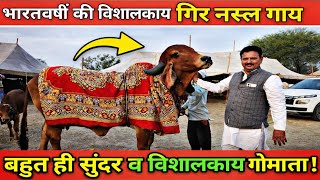 👌बहुत ही सुंदर व विशालकाय गोमाता##गिर 👌आजतक नहीं देखी होगी भारतबर्ष की विशालकाय#गिर नस्ल गाय