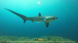 4K Relaxing Music Thresher Shark 02