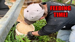 How We FEED Our COWS