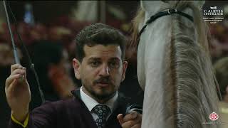 KIAHF 2026   Arabian Peninsula Horse Show   Class   Junior Colts Championship