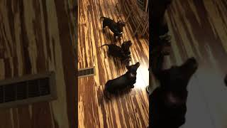 Wiener dog tricks