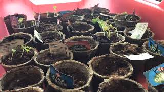 Germinating Seeds over a week in Te Ngahere