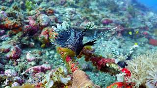 The Lionfish: Deadly Beauty of the Ocean