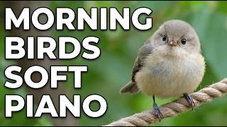 Morning Birdsong & Piano 🌅🐦 | Calm Start, Focus & Relaxation
