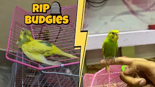 Mera Budgie Mar Gaya😭🪦