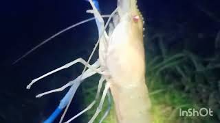 Desa Tanjung Dalam ,Spot udang galah Prabumulih Sumsel