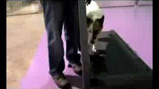 dog on treadmill
