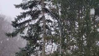 Snowfall in March 😊