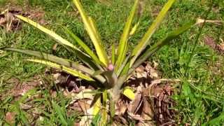 Harisson the New Born Pineapple