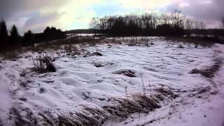 11/21/14 - 2 ringnecks in Pennsylvania with English Setter rescue dogs on public land