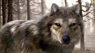 Wolves ~ look at me