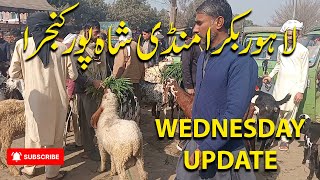 Lahore Bakra Mandi Shahpur Kanjira Wednesday Update || لاہور بکرا منڈی شاہ پور کنجرا