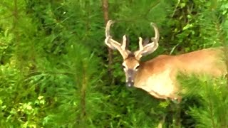 Afternoon Buck Watch with the Drone | Big Boys Starting to Show! #thermaldrone #deer