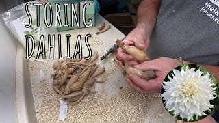 Re Packing Dahlia Tubers for winter storage