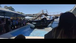 Trainers Talk About the Orcas @ Inside Look Behind the Scenes SeaWorld Jan 8, 2023