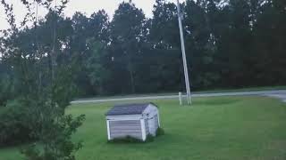 Wild Pack of Coyotes in the woods by my house