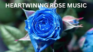Roses to win your heart with music #music #meditation #meditationmusic