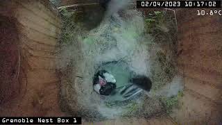 2 Avril 2023 - Mésanges Charbonnières - Le mâle amène une chenille à la femelle. Caterpillar feeding