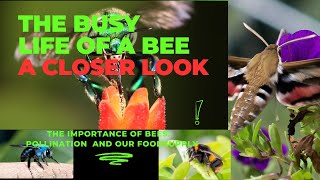 Discover the World of Bees: Fascinating Facts