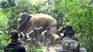 Wearing a GPS collar to track the movements of a ferocious wild elephant | Elephant #animals