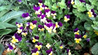 Wild Pansy