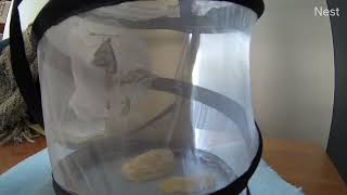 Butterflies - Roommates Meet