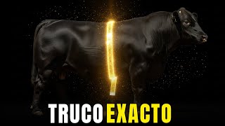 How to Weigh Cattle for Feed Without Scales and Not Lose Money | 3–5% Accurate Method