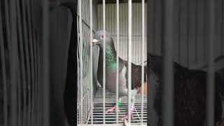 SDR BREEDING PREPARATION